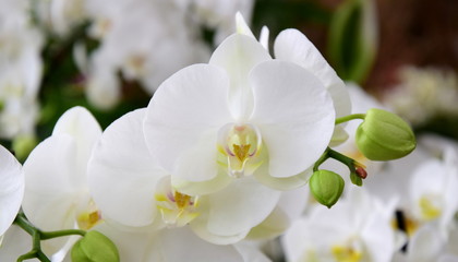 Weiße Orchideen - Phalaenopsis - obrazy, fototapety, plakaty