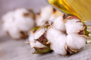 Cotton plant and cotton oil