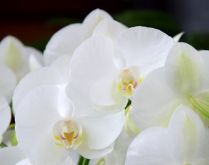 Fototapeta na wymiar Weiße Orchideen - Phalaenopsis