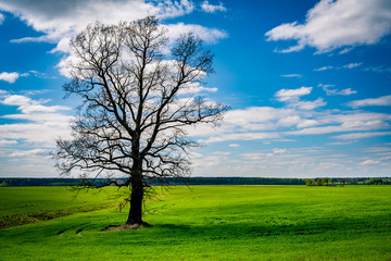 Fototapeta na wymiar Single tree in the green field with the blue sky and clouds