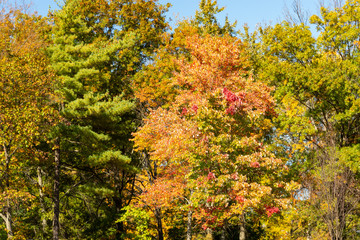 Naklejka premium Autumn Colors