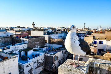 seagull on post, photo as background