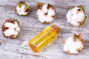 Cotton plant and cotton oil
