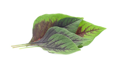 green leaf isolated on a white