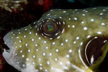 Close - up of the eye of the white spotted puffer (Arothron hispidus). © Alexei Alekhin