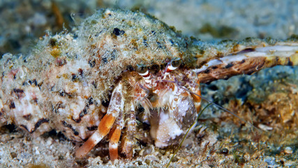 The hermit crab climbed the coral. Underwater macro photography