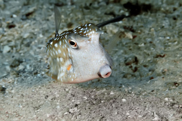 Cowfish looks into the lens close-up. Philippines.