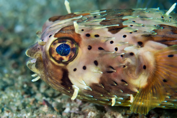 Fish hedgehog close up. Underwater macro photography © Alexei Alekhin