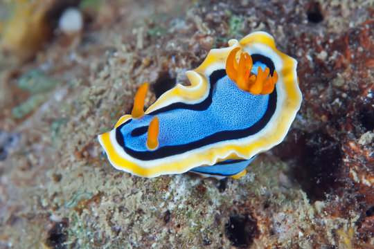 Chromodoris annae nudibranch crawling on the coral reef.