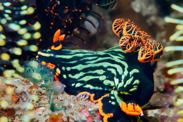 Nembrotha kubaryana nudibranch crawling on the coral. Underwater photography