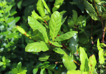 Green bay leaf growing in organic garden, spice ingredient background.The Bay leaf is an aromatic leaf commonly used in cooking. It can be used whole, or as dried and ground.