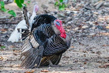 Male Black Turkey puffing up plumage to attract female