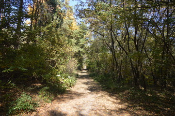 Road in the autumn forest
