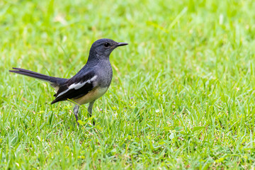 Obraz premium Female Oriental Magpie Robin perching on lawn looking into a distance