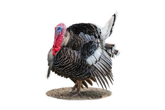 Male Black Turkey puffing up plumage to attract female isolated on white background