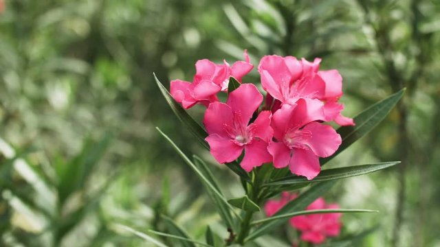 Beautiful pink oleander flower in the park