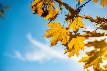 Nice yellow maple leaves  nature background abstract macro close up autumn