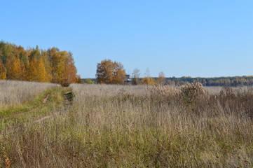 Fototapeta premium Autumn forest