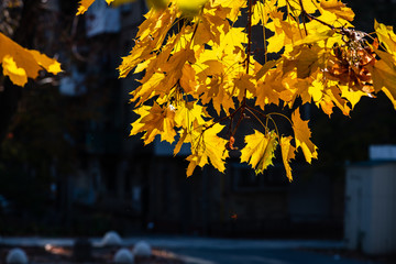 Naklejka na ściany i meble Nice yellow maple leaves nature background abstract macro close up autumn
