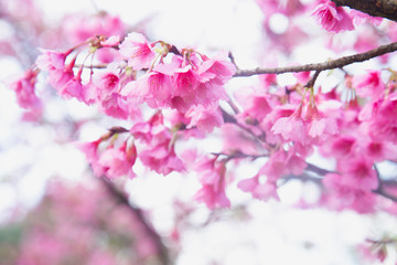 Vintage sakura or cherry blossom