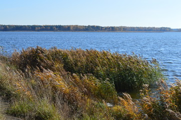 The reeds on the lake