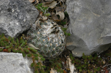 Turbinicarpus saueri ssp. septentrionalis 