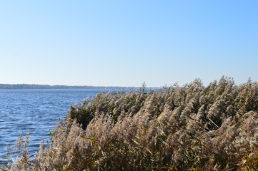 The reeds on the lake