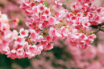 Vintage sakura or cherry blossom