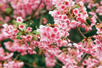 Vintage sakura or cherry blossom