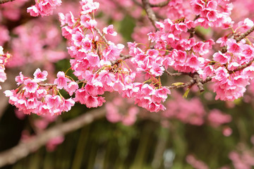 Vintage sakura or cherry blossom