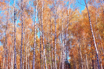 Autumn birch forest with bright leaves on a sunny day.