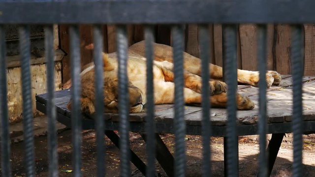 Lion in cage in public park