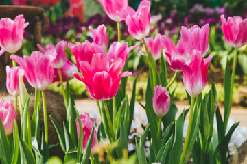 Tulip flowers  in garden nature background