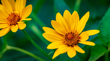 Yellow flowers on the green background