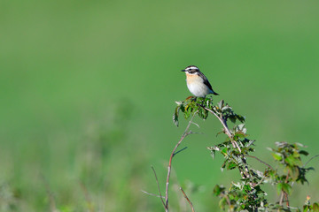 Braunkehlchen (Saxicola rubetra) 
