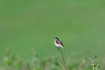 Braunkehlchen (Saxicola rubetra) 