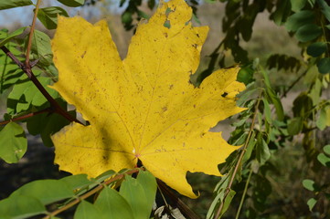 Yellow maple leaf