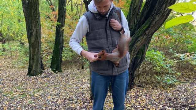 A young man feeds a squirrel by a walnut in a forest on a background of yellow autumn leaves.