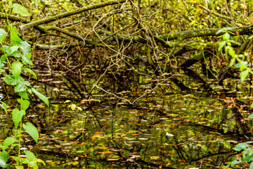 Close up of water with dried leaves and reflection in a swamp forest, day at the beginning of the autumn in Schinnen (Beekdal Route), south Limburg, Netherlands Holland