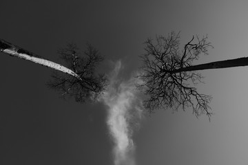 Martwe drzewa © Tomasz