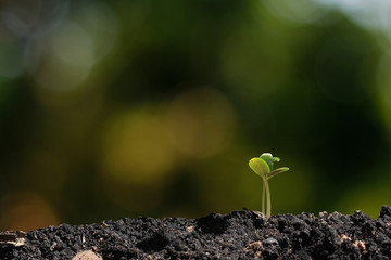 agriculture plant seeding growing step concept in garden