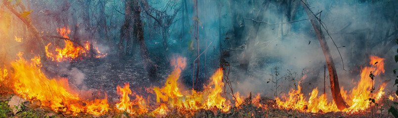 African forest fires in the Congo Basin ,Central Africa