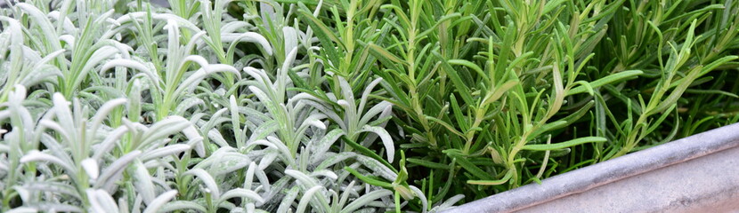 Obraz premium Kräutergarten - Kräuter auf der Terrasse - Topfpflanzen