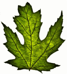 acer leaf