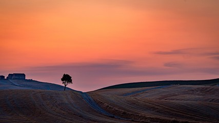Golden hour with the lonely tree before the sunset in Crete Senesi, Tuscany, Italy