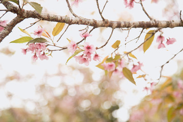 Beautiful cherry blossom or sakura in spring time over  sky