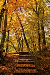 Fototapeta na wymiar alley through forests in the resort Sovata in autumn