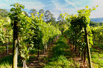 Naklejka premium vineyard in the north of spain