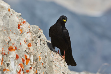 Raven in nature from europe