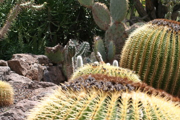 cactus in desert tropical plants